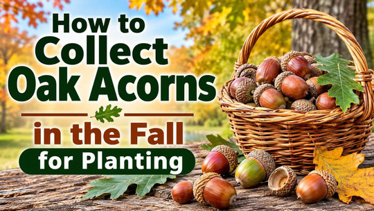 How to Collect Oak Acorns in the Fall for Planting