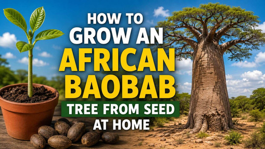 How to Grow an African Baobab Tree from Seed at Home