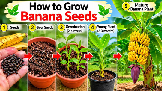 How to Grow Banana Seeds