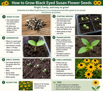 How to Grow Black Eyed Susan Flower Seeds