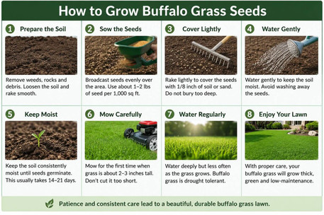 How to Grow Buffalo Grass Seeds