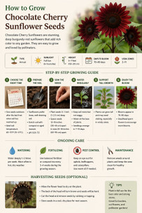 How to Grow Chocolate Cherry Sunflower Seeds