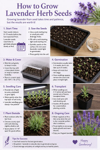 How to Grow Lavender Herb Seeds