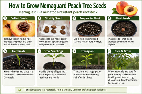 How to Grow Nemaguard Peach Tree Seeds