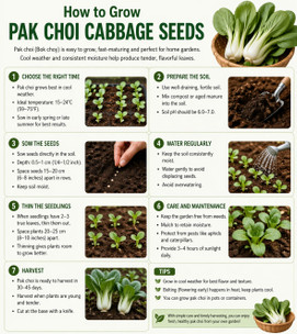 How to Grow Pak Choi Cabbage Seeds