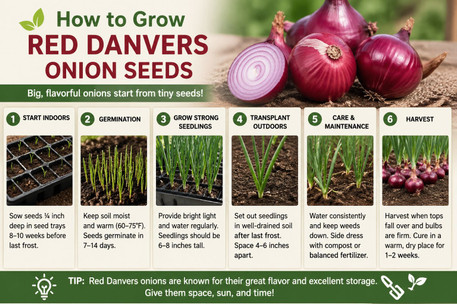 How to Grow Red Danvers Onion Seeds