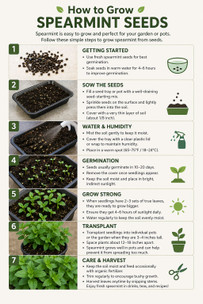 How to Grow Spearmint Seeds