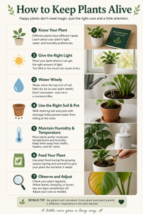 How to Keep Plants Alive