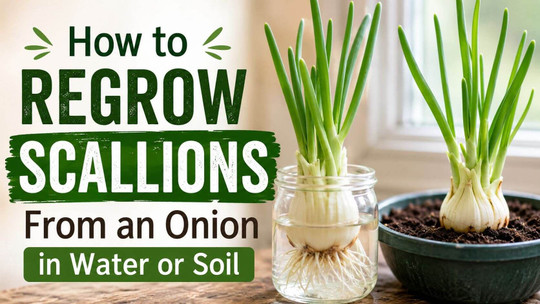 How to Regrow Scallions From an Onion in Water or Soil