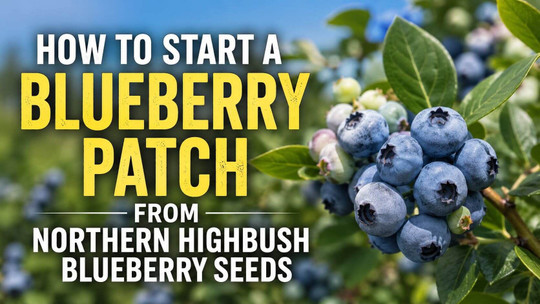 How to Start a Blueberry Patch from Northern Highbush Blueberry Seeds