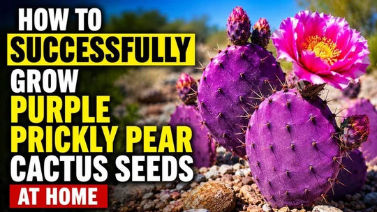 How to Successfully Grow Purple Prickly Pear Cactus Seeds at Home