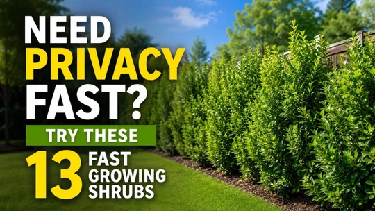 Need Privacy Fast? Try These 13 Fast-Growing Shrubs
