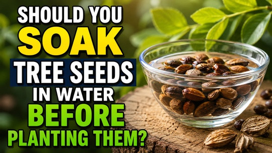 Should You Soak Tree Seeds in Water Before Planting Them?