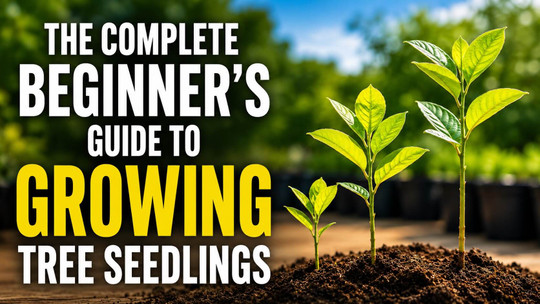 The Complete Beginner's Guide to Growing Tree Seedlings