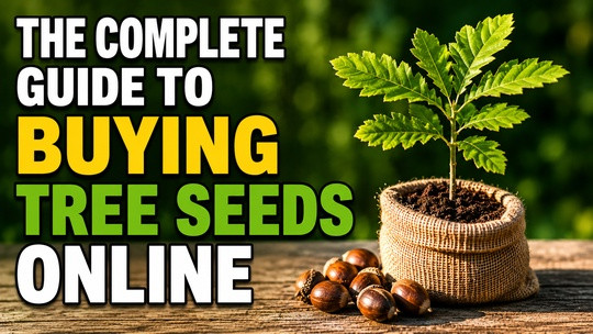 The Complete Guide to Buying Tree Seeds Online