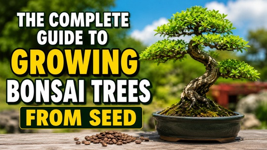 The Complete Guide to Growing Bonsai Trees from Seed