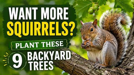 Want More Squirrels? Plant These 9 Backyard Trees