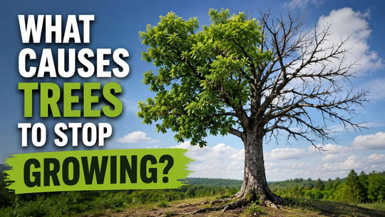 What Causes Trees to Stop Growing?