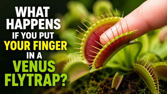 What Happens If You Put Your Finger in a Venus Flytrap?