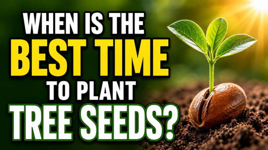When Is the Best Time to Plant Tree Seeds?
