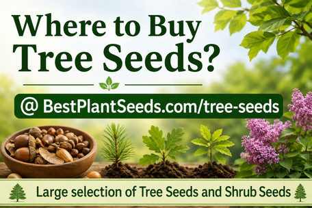 Where to Buy Tree Seeds