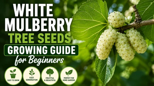White Mulberry Tree Seeds Growing Guide for Beginners