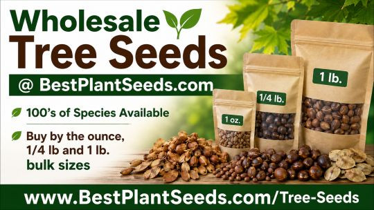 Wholesale Tree Seeds