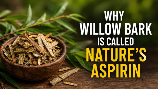 Why Willow Bark Is Called Nature’s Aspirin