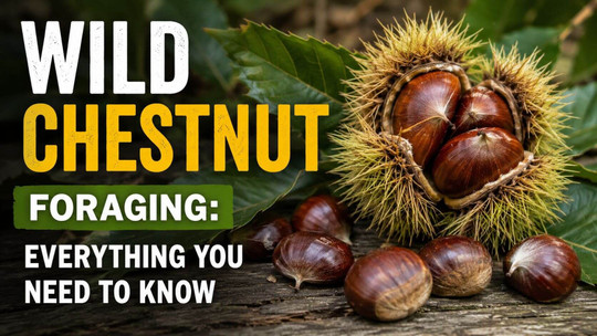 Wild Chestnut Foraging: Everything You Need to Know