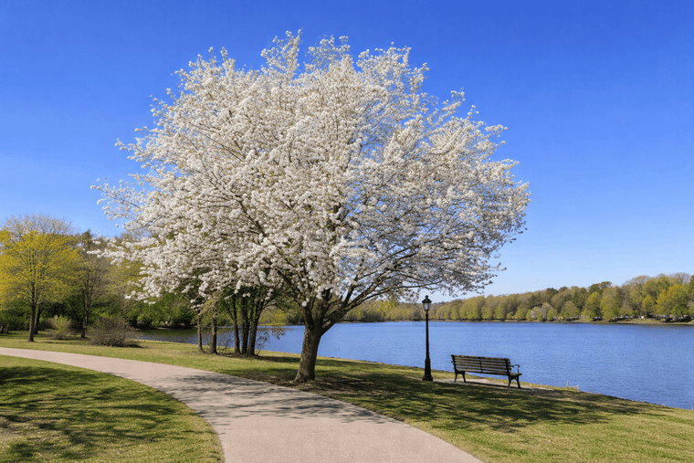 American Red Plum Tree