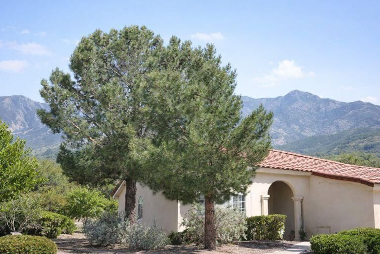Afghan Pine Tree