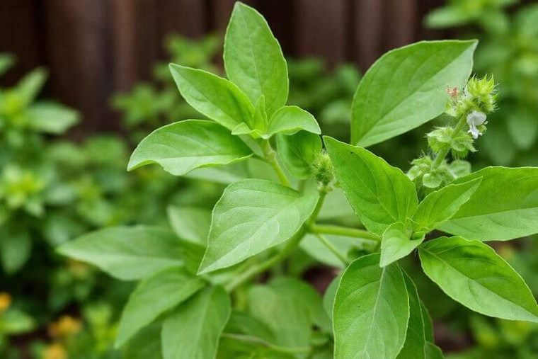 Lemon Basil