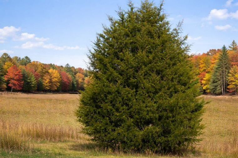Eastern Red Cedar Tree