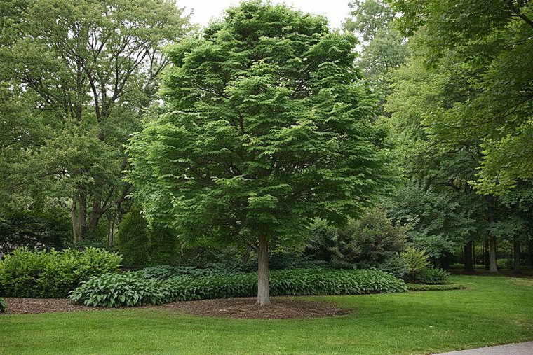 Common Hackberry Tree