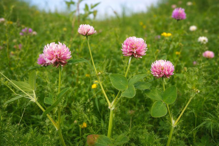 Alsike Clover
