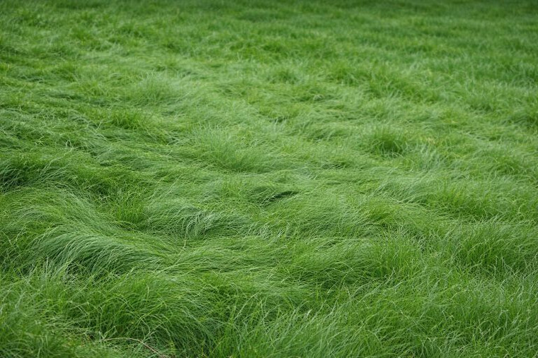 No Mow Lawn Grass Seeds