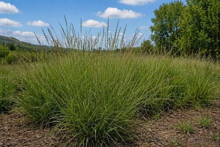 Southwest Native Grass Seeds Mix