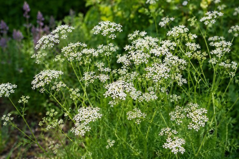 Caraway Herb