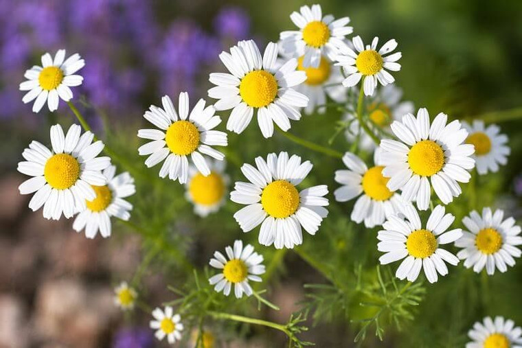 Chamomile Seed
