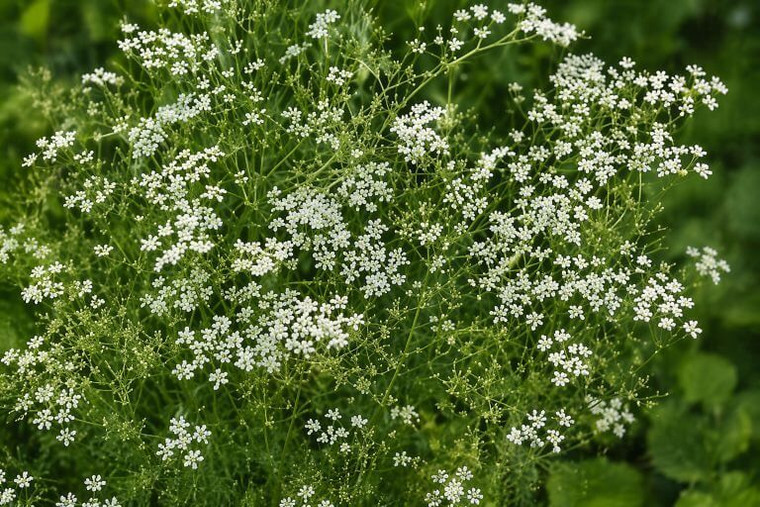 Cumin Herb