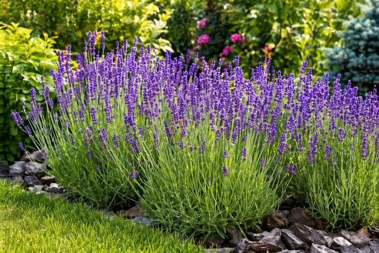 Lavender Plant