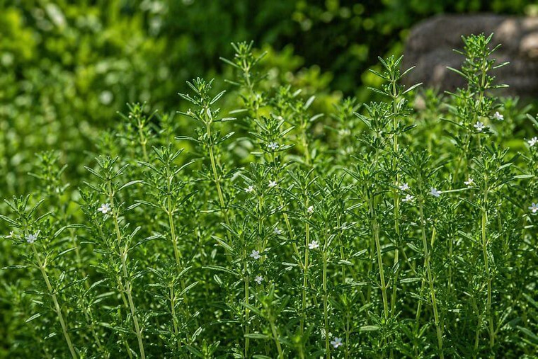 Summer Savory Herb