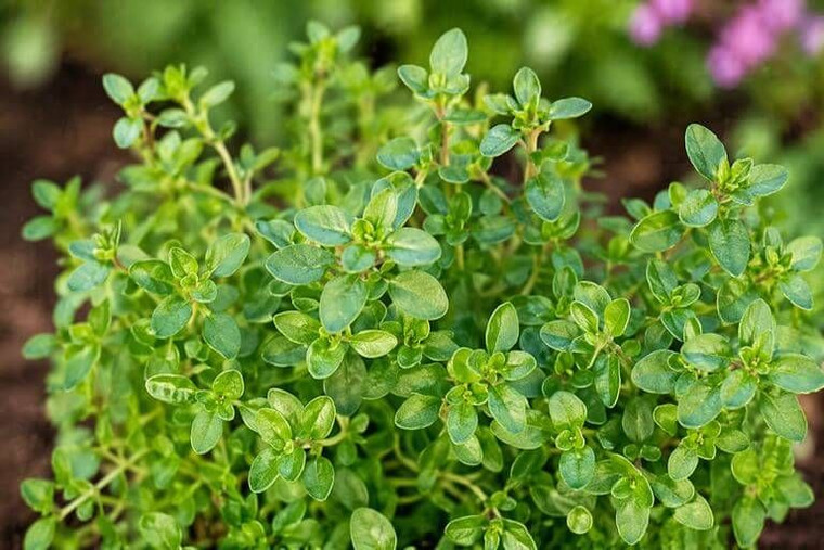 Thyme Plant