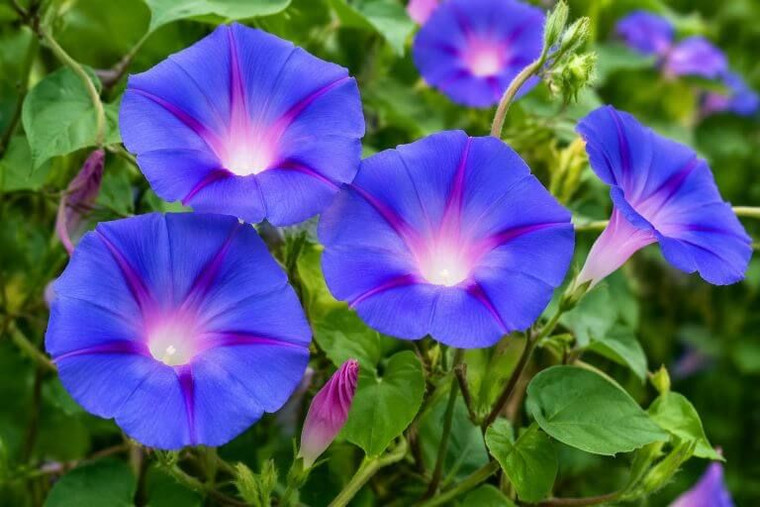 Morning Glory Flowers