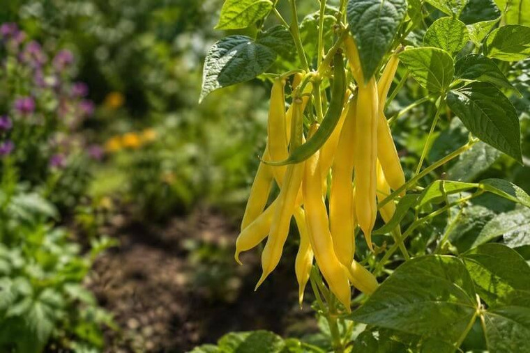 Golden Wax Bush Bean Plant