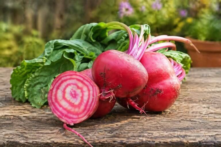Chioggia Bassano Beet Seeds