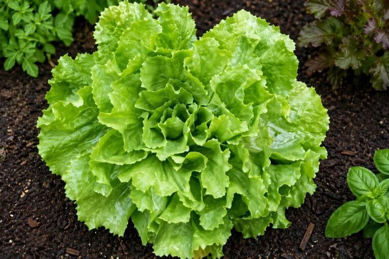 Broadleaf Batavian Endive Seeds