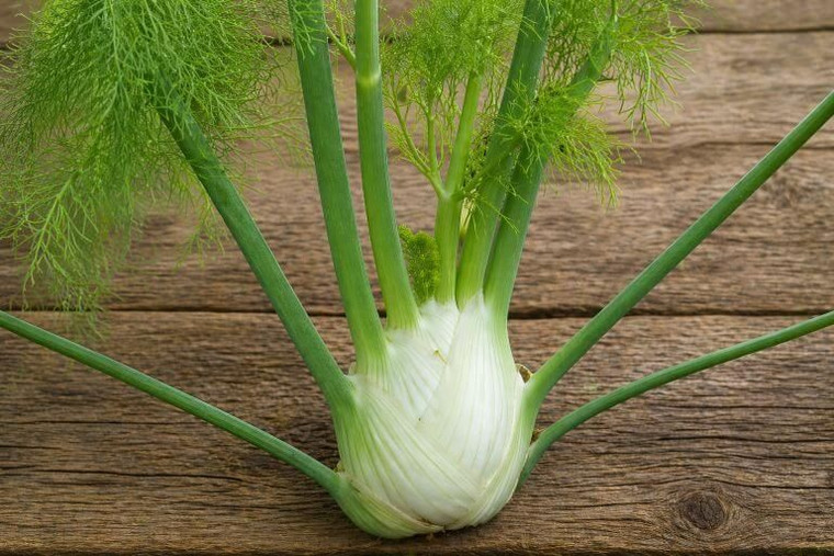 Florence Fennel