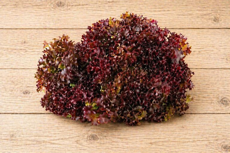 Red Salad Bowl Lettuce