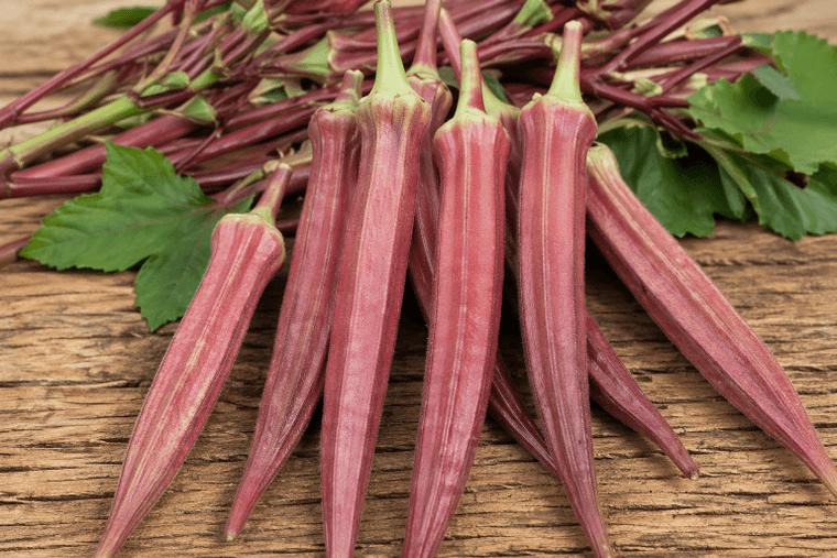 Red Burgundy Okra
